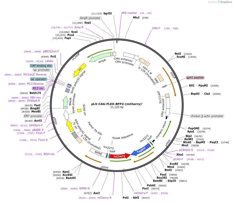 115234-plasmid-map-sequence-id-236019