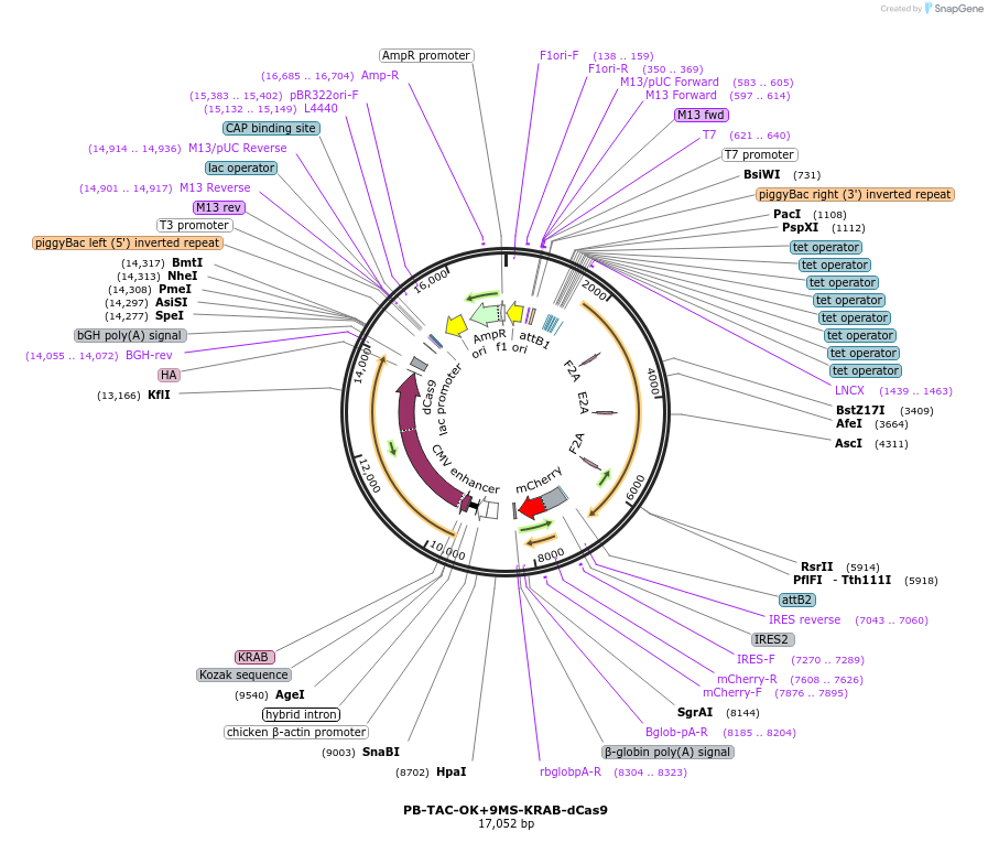 120357-plasmid-map-sequence-id-236025