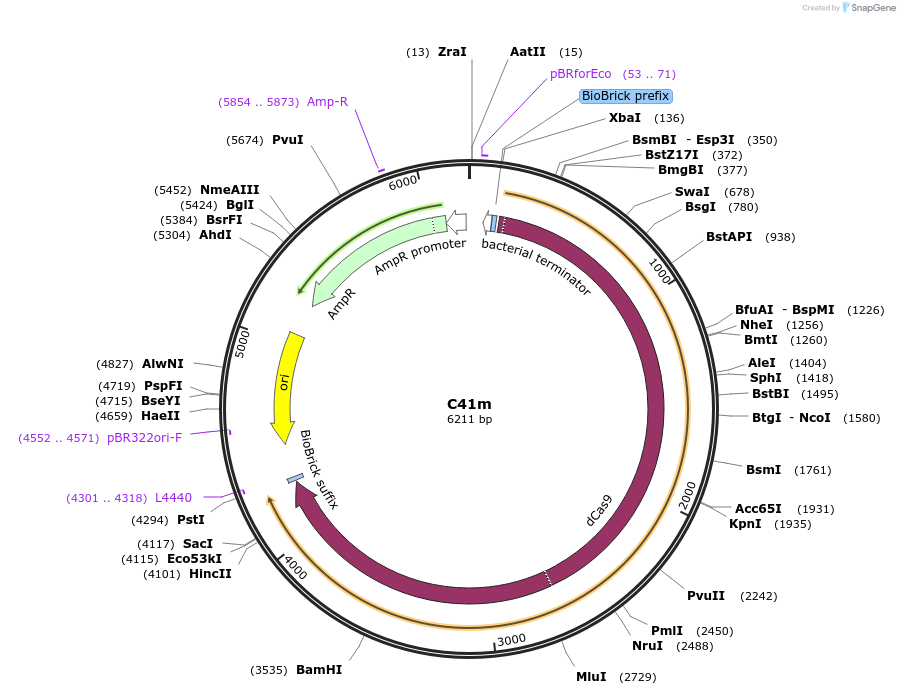 120974-plasmid-map-sequence-id-236028