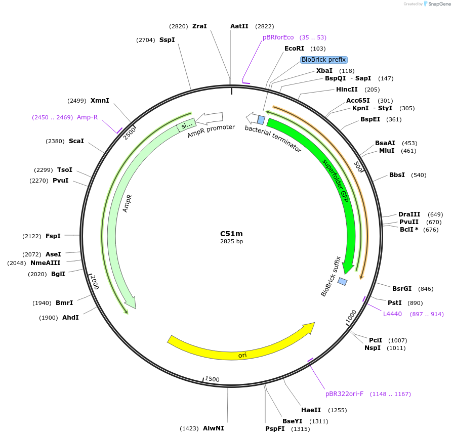 120975-plasmid-map-sequence-id-236029