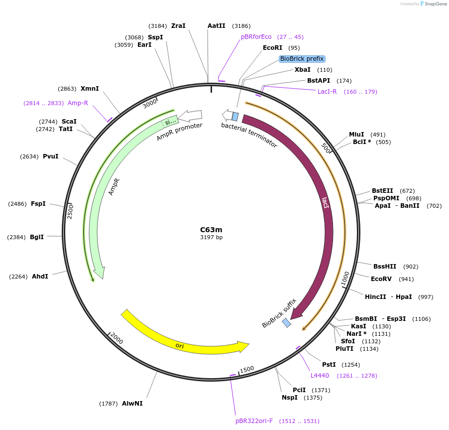 120979-plasmid-map-sequence-id-236033