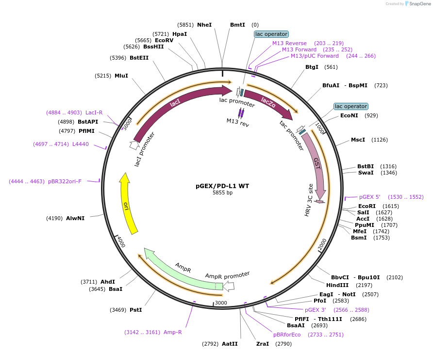 121466-plasmid-map-sequence-id-236035