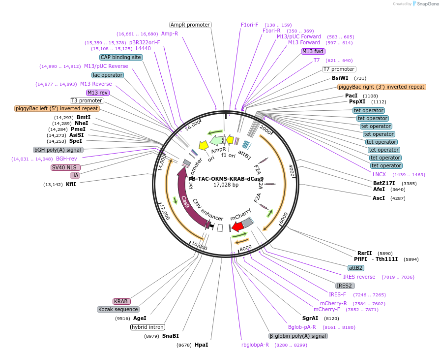 120356-plasmid-map-sequence-id-236039