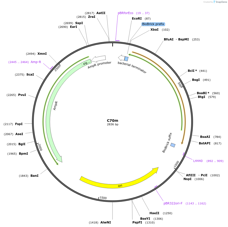 120982-plasmid-map-sequence-id-236041