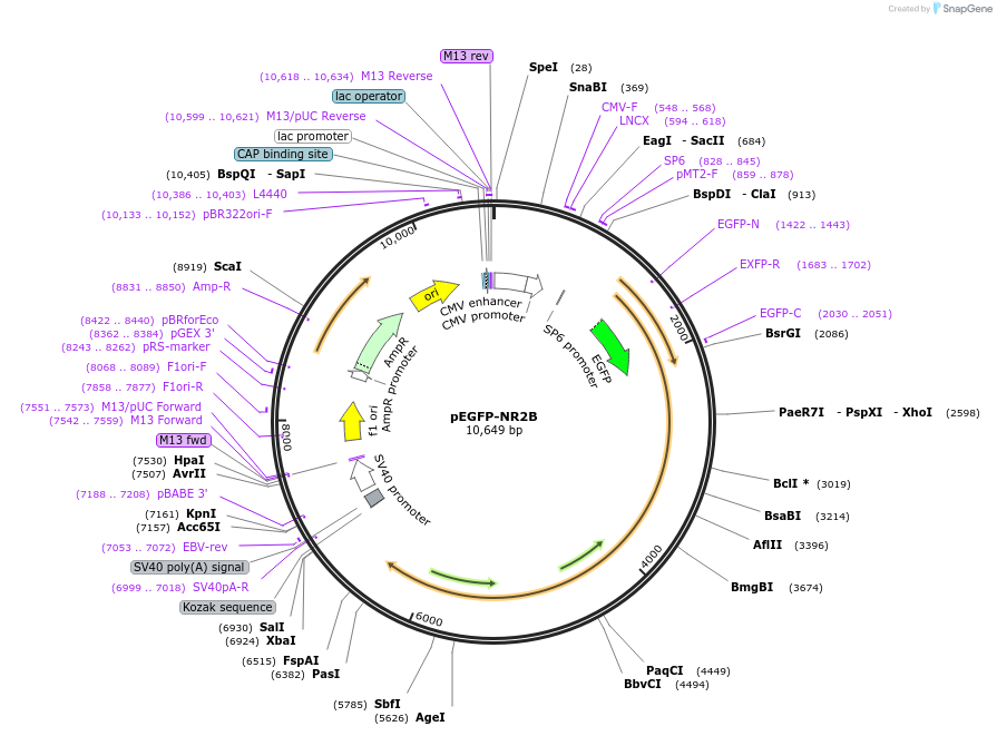 17925-plasmid-map-sequence-id-236044