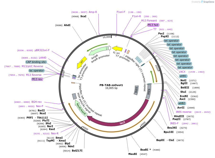 120360-plasmid-map-sequence-id-236051