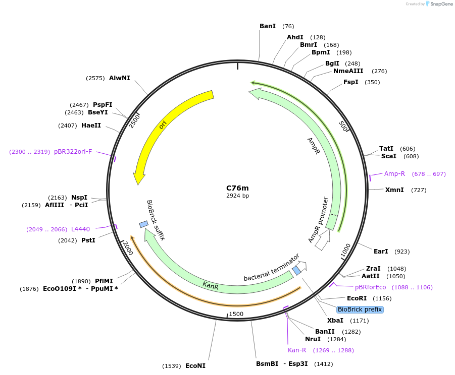 120988-plasmid-map-sequence-id-236053
