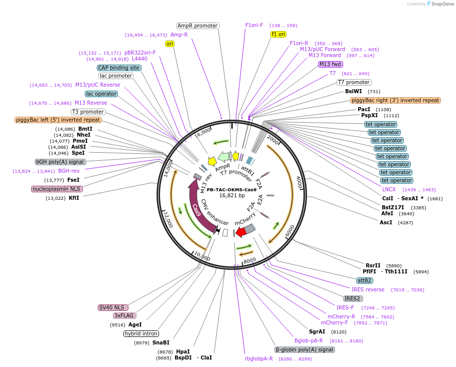 120353-plasmid-map-sequence-id-236054