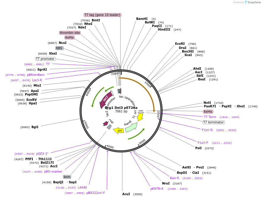 122117-plasmid-map-sequence-id-236055