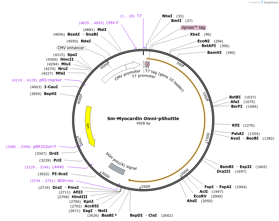 122122-plasmid-map-sequence-id-236061