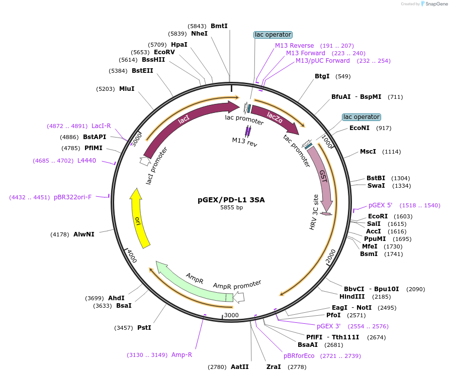121467-plasmid-map-sequence-id-236067