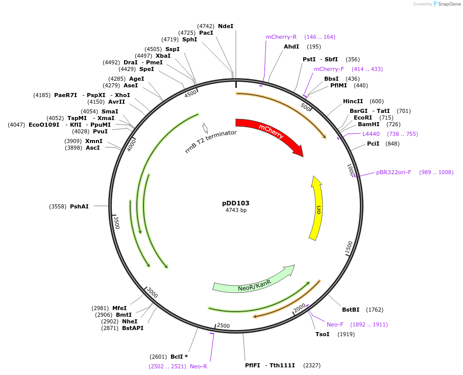 119887-plasmid-map-sequence-id-236071