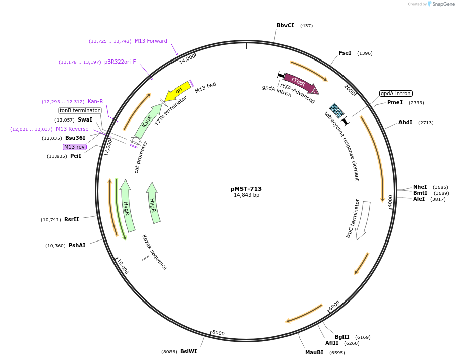 118081-plasmid-map-sequence-id-236073