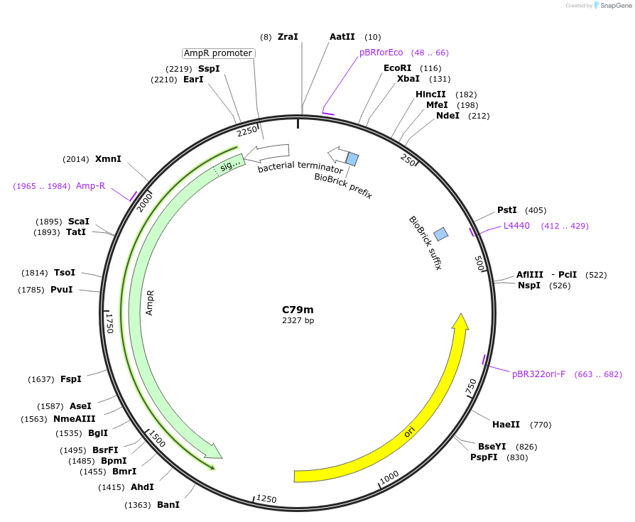 120991-plasmid-map-sequence-id-236074