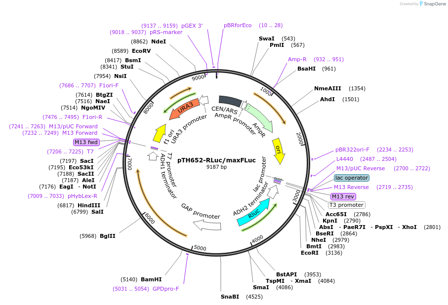 29698-plasmid-map-sequence-id-236075