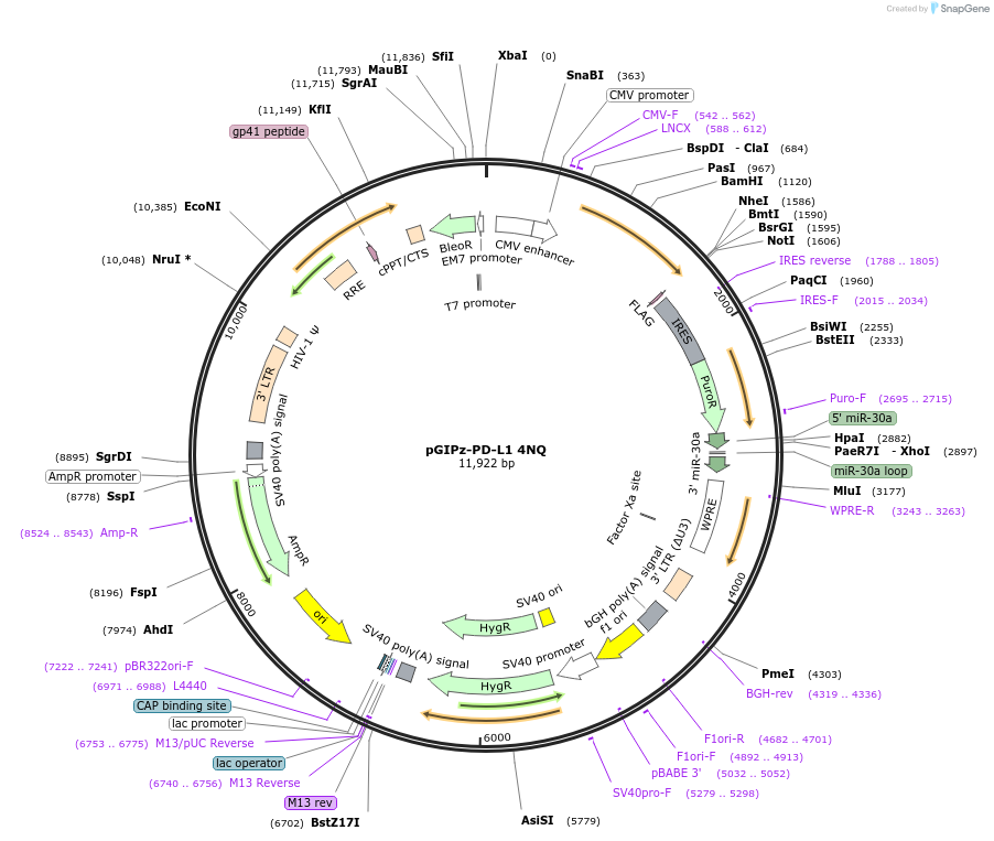 121487-plasmid-map-sequence-id-236077