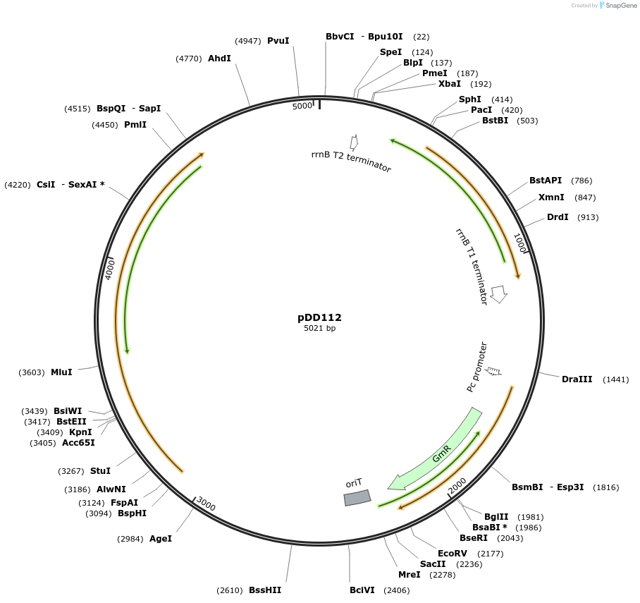 119893-plasmid-map-sequence-id-236083
