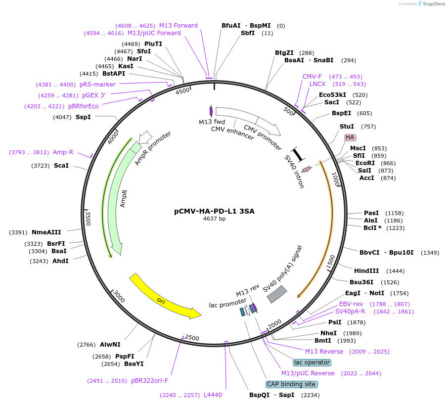 121493-plasmid-map-sequence-id-236092