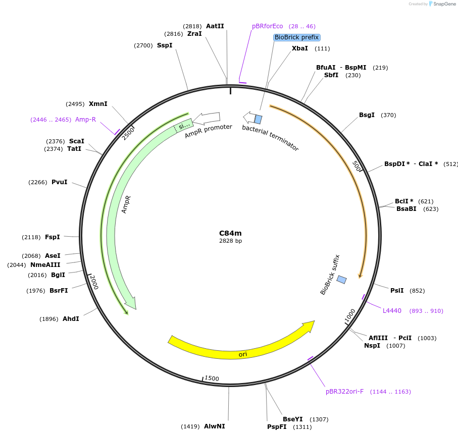 120995-plasmid-map-sequence-id-236105