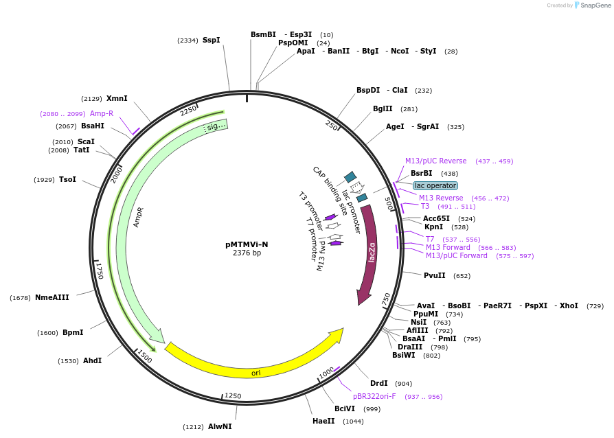 118756-plasmid-map-sequence-id-236109