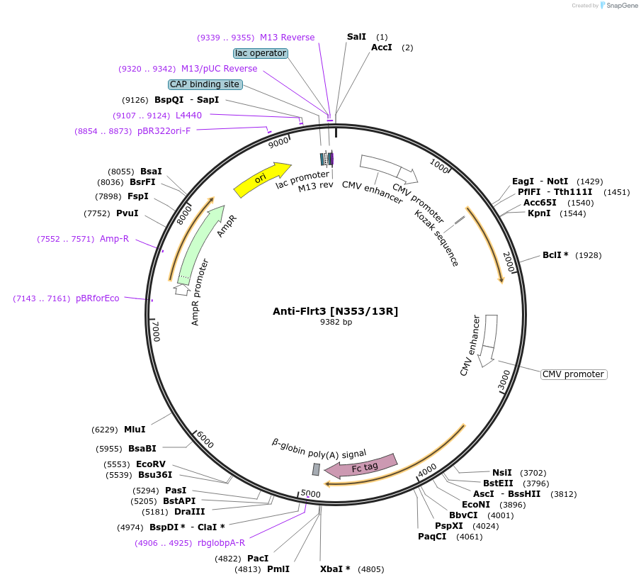 114486-plasmid-map-sequence-id-236119