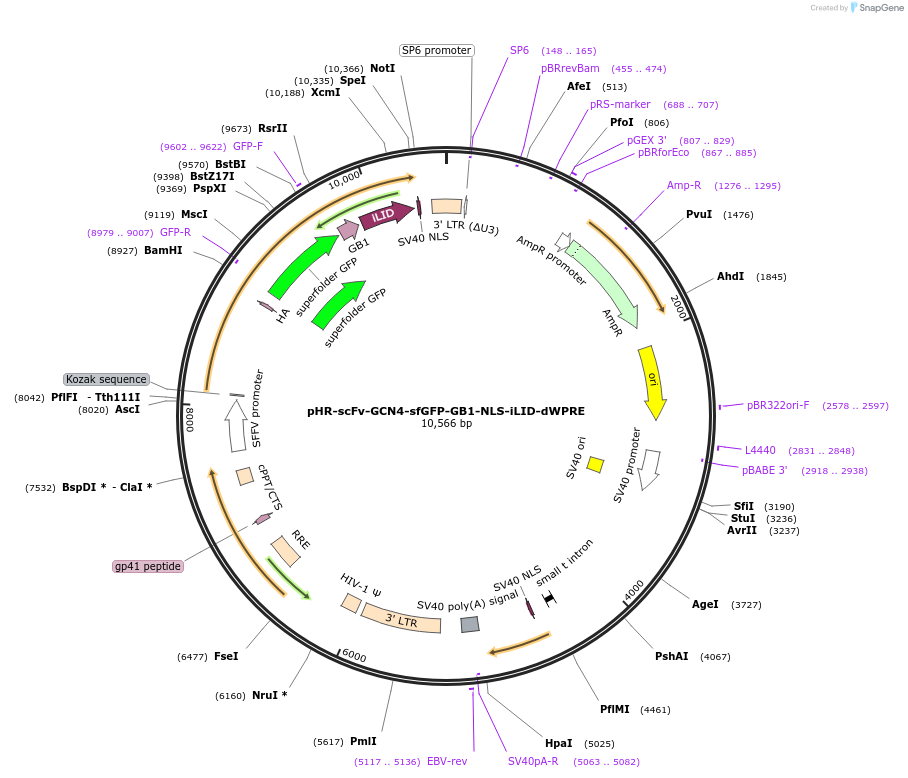 121966-plasmid-map-sequence-id-236121