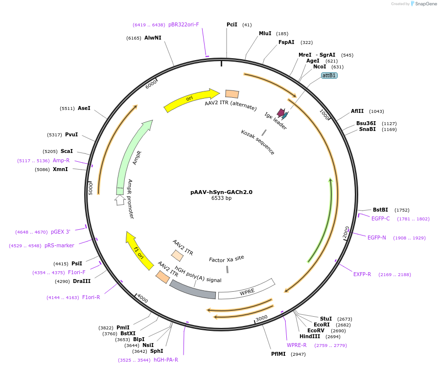 121921-plasmid-map-sequence-id-236122
