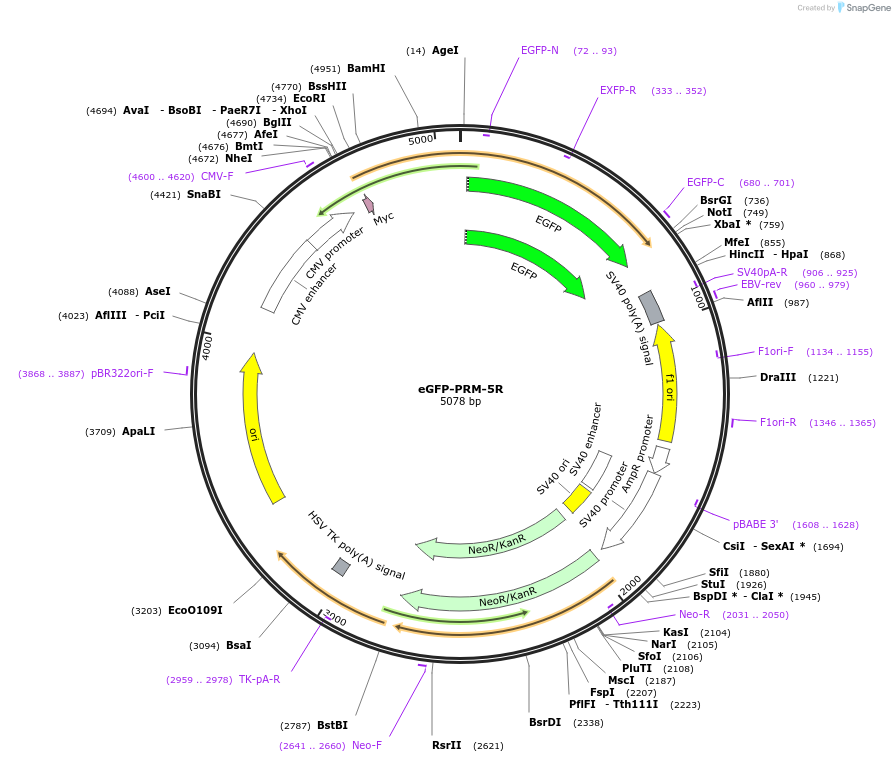 112155-plasmid-map-sequence-id-236127