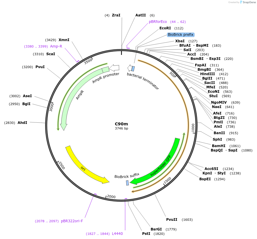 120998-plasmid-map-sequence-id-236128