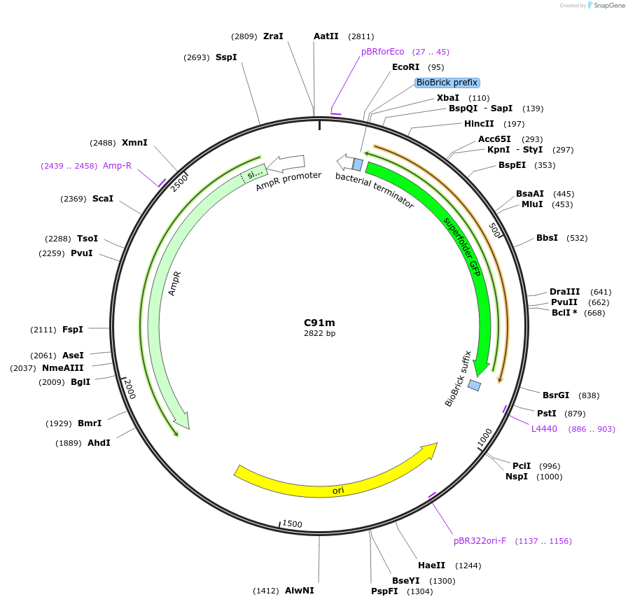 120999-plasmid-map-sequence-id-236129