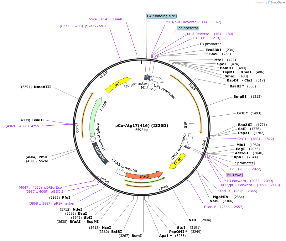 121407-plasmid-map-sequence-id-236131