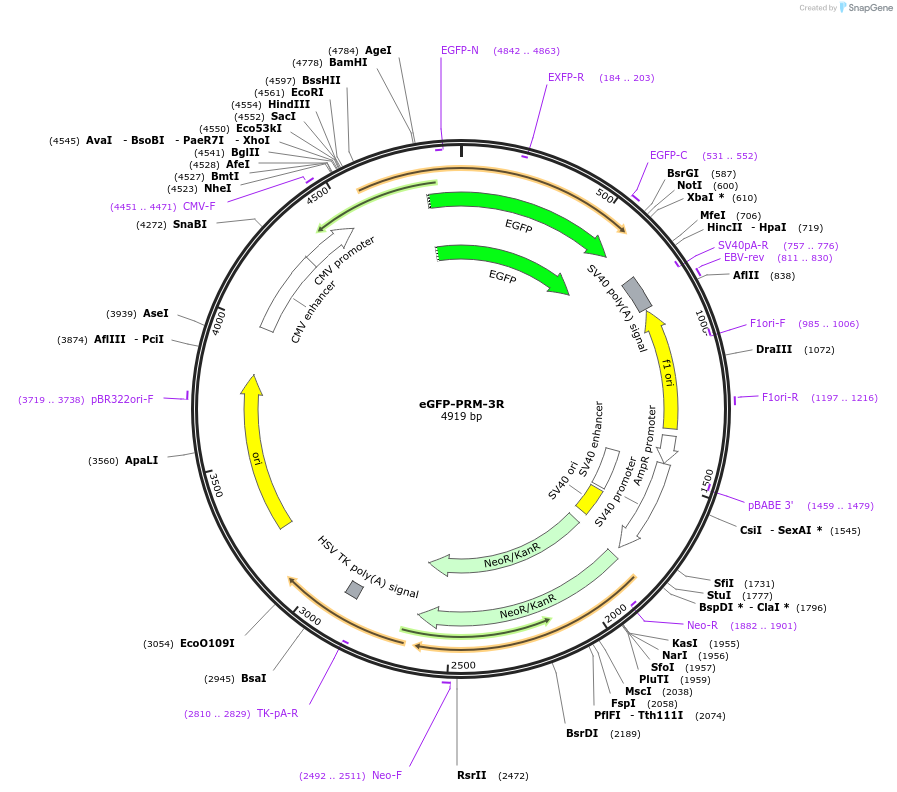 112156-plasmid-map-sequence-id-236132