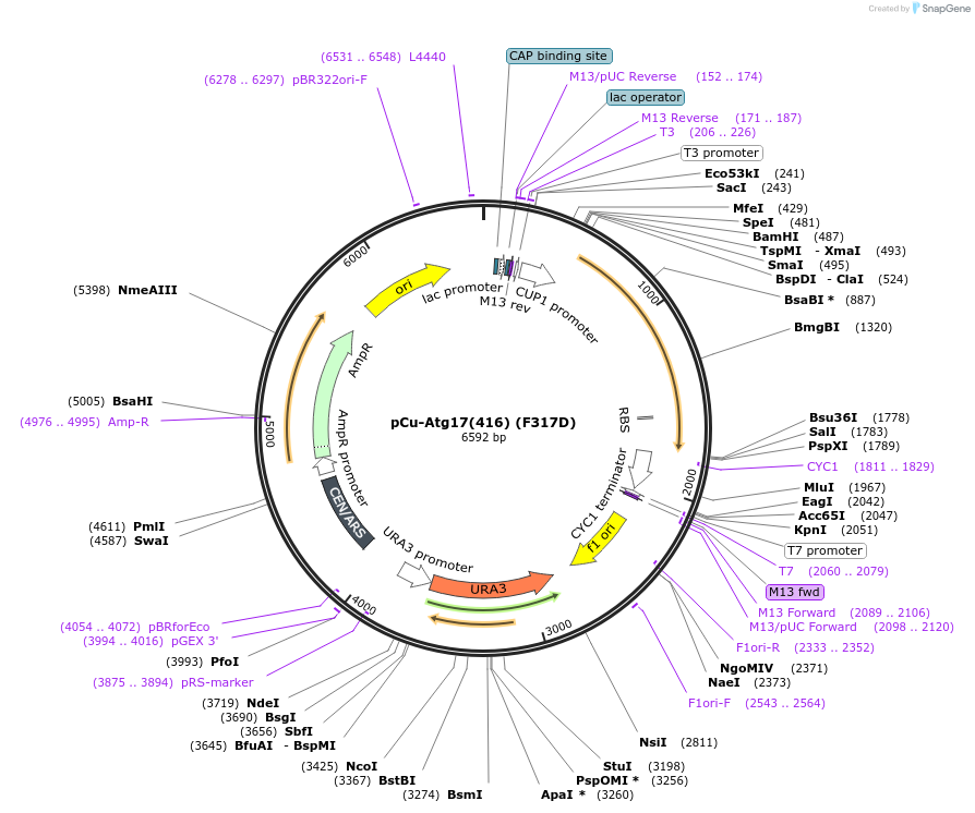 121406-plasmid-map-sequence-id-236134