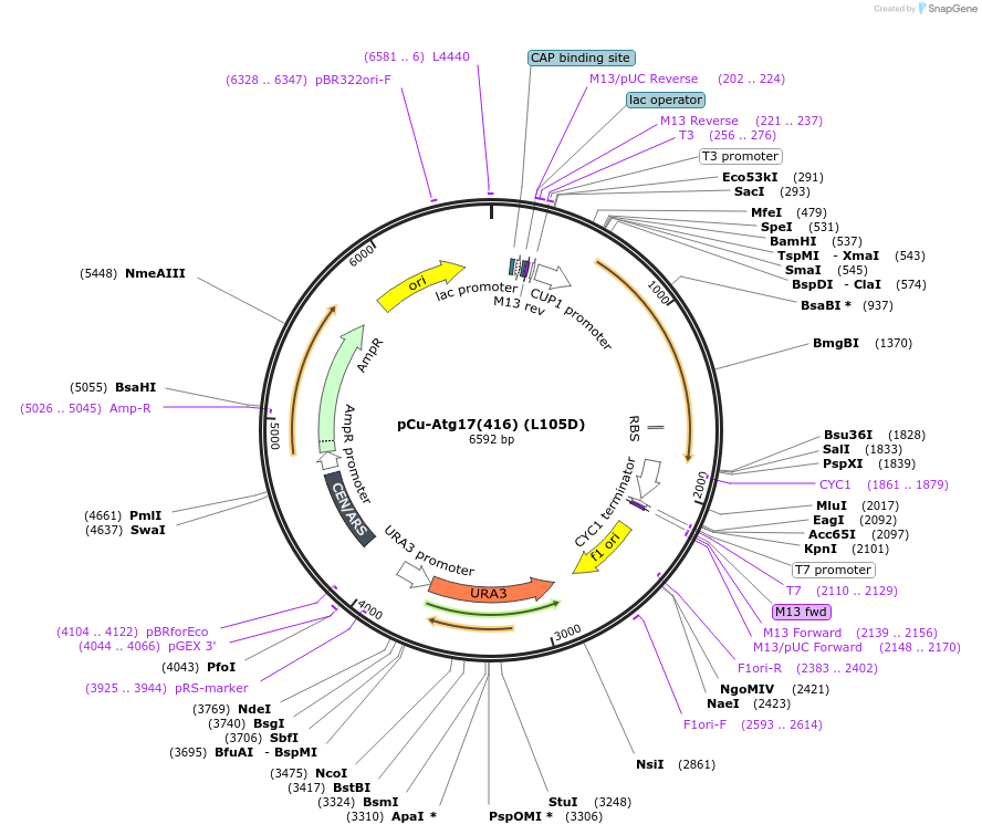 121405-plasmid-map-sequence-id-236136