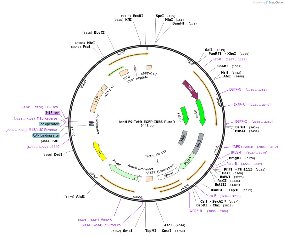 117049-plasmid-map-sequence-id-236137
