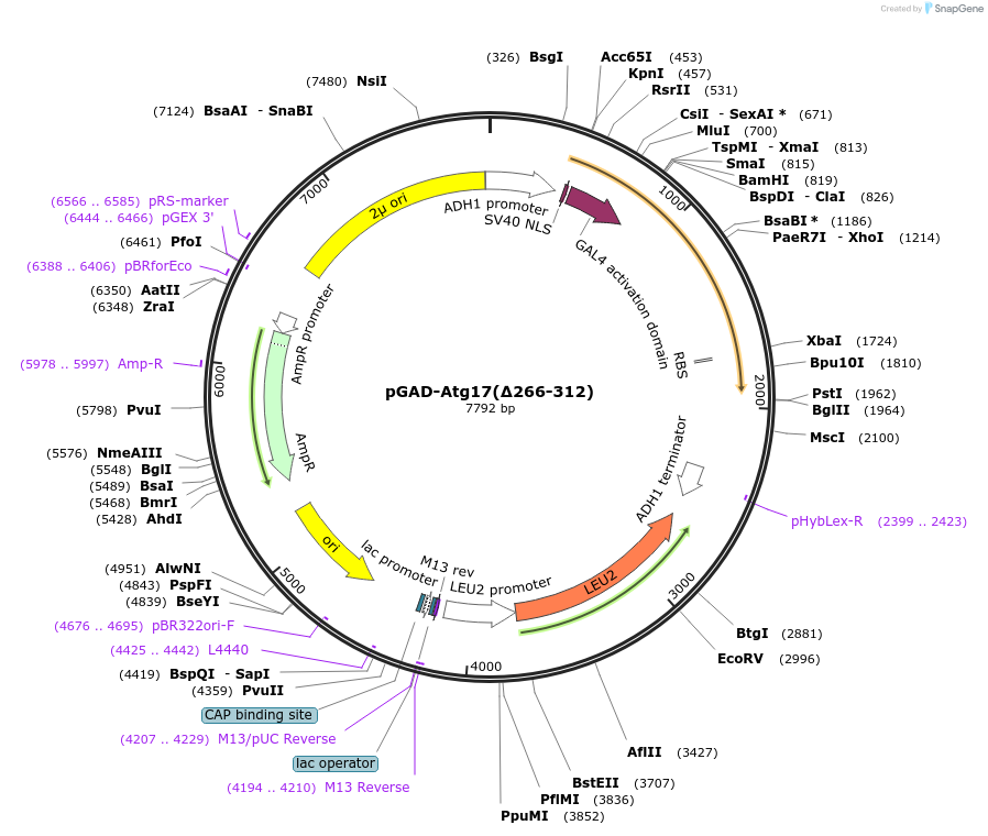 121521-plasmid-map-sequence-id-236138