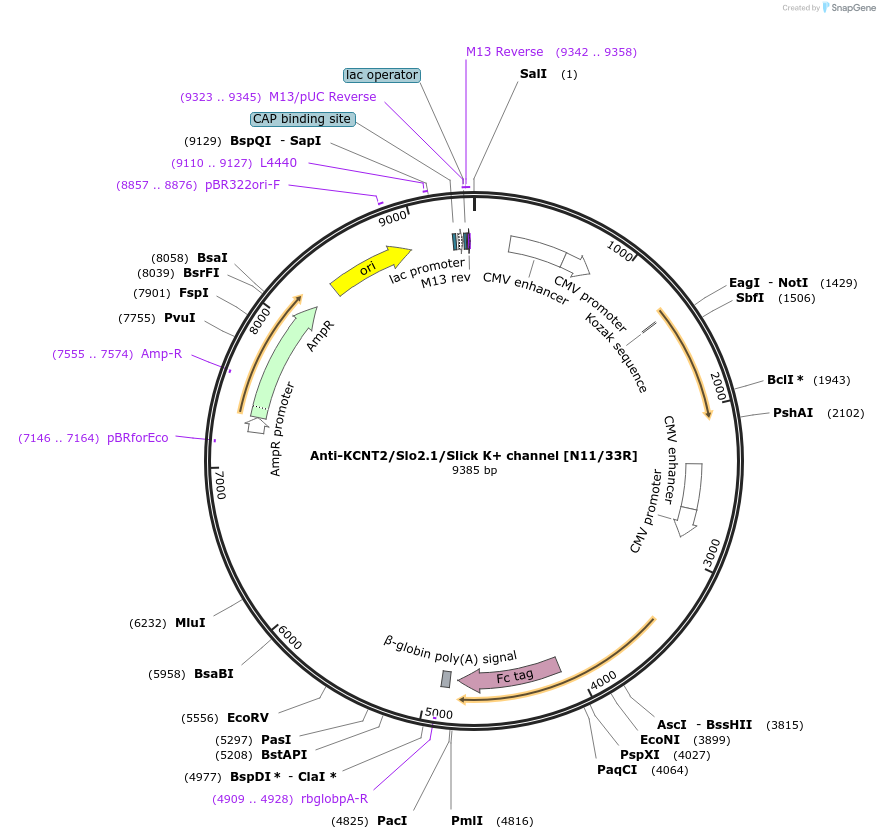 114496-plasmid-map-sequence-id-236144
