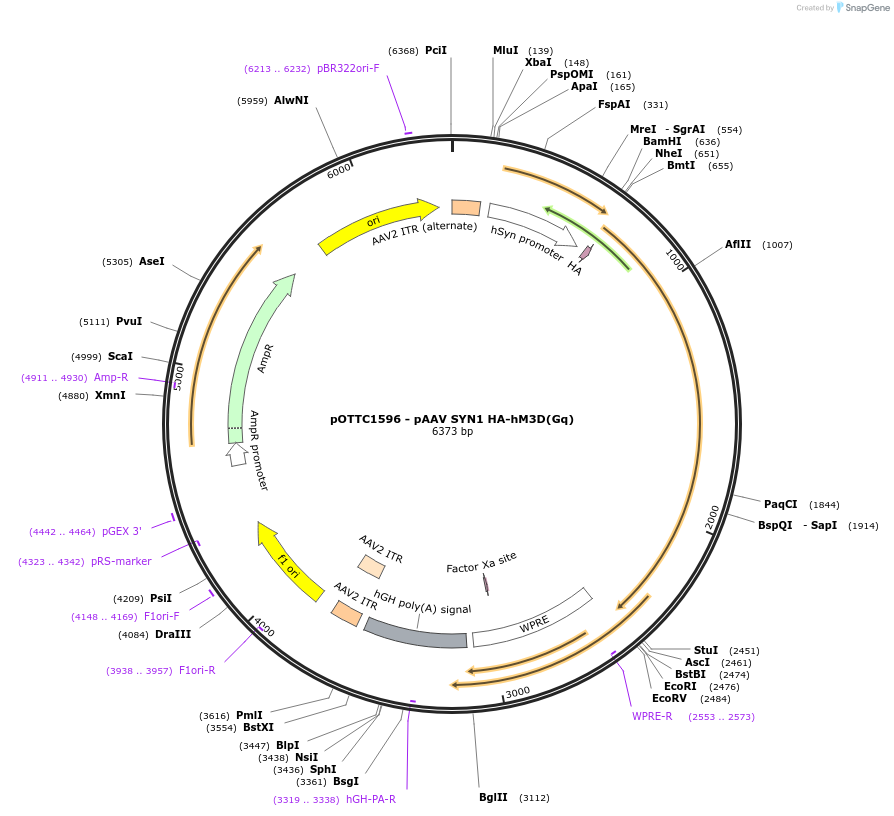 121539-plasmid-map-sequence-id-236146