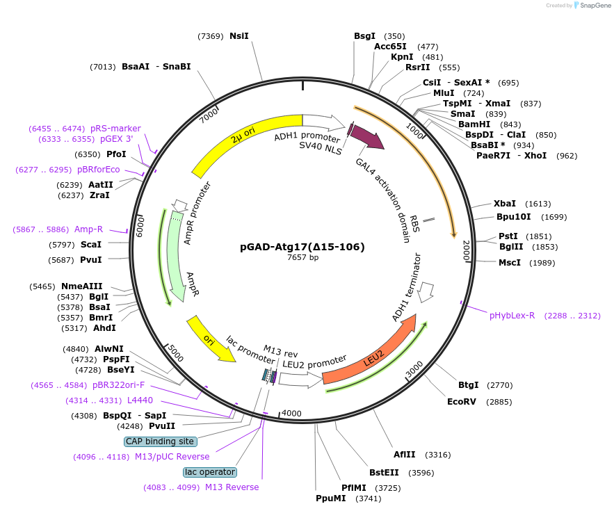 121515-plasmid-map-sequence-id-236152