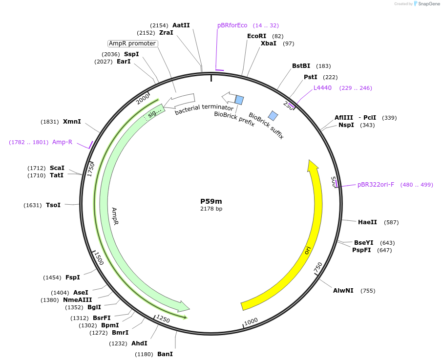 120951-plasmid-map-sequence-id-236155