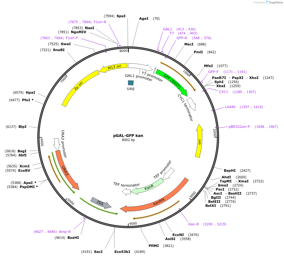 122060-plasmid-map-sequence-id-236156