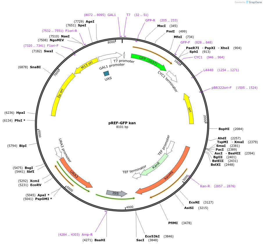 122061-plasmid-map-sequence-id-236157