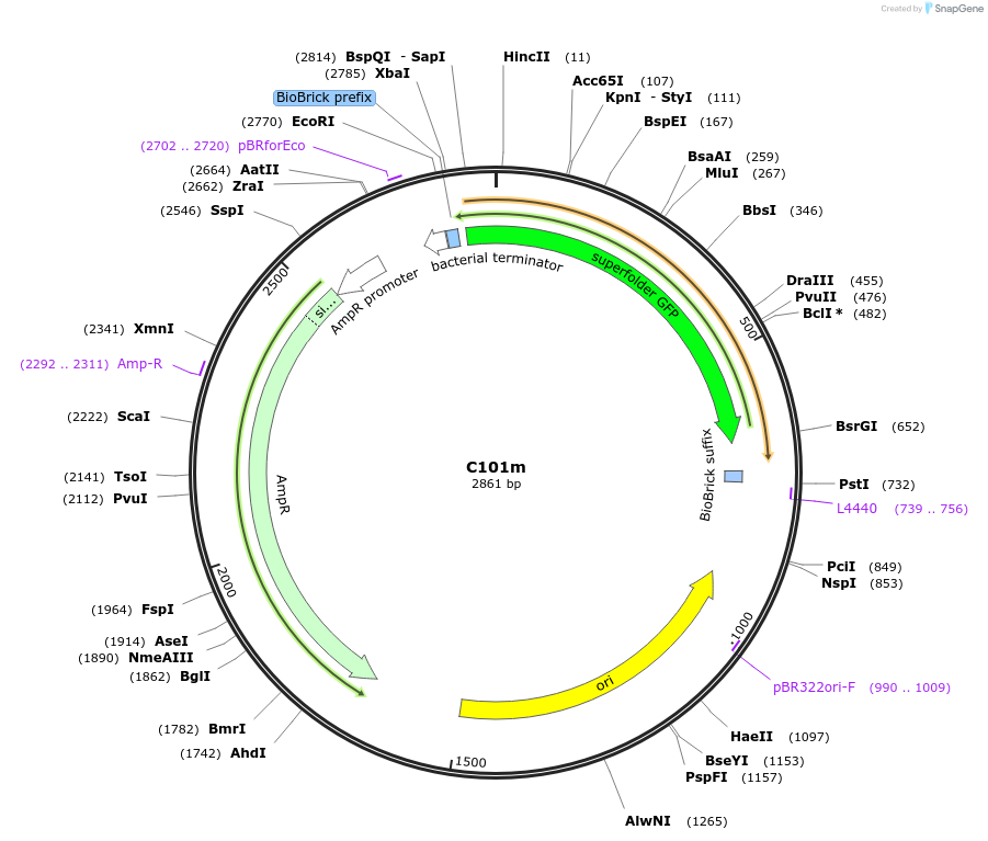 121005-plasmid-map-sequence-id-236158