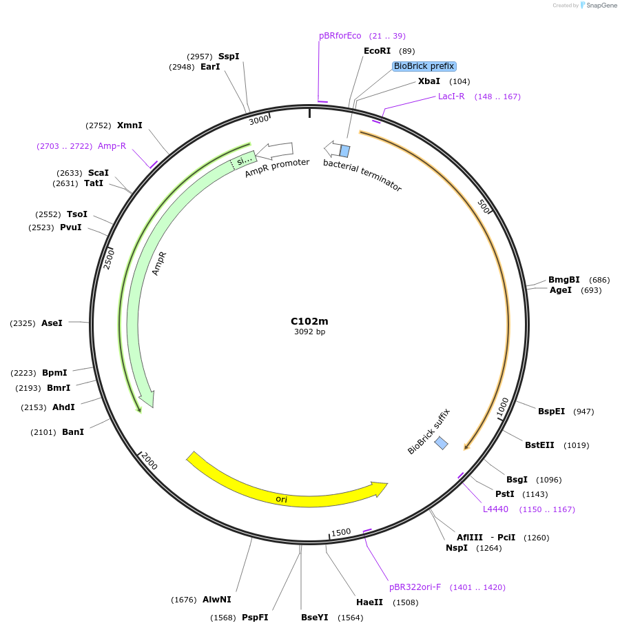 121006-plasmid-map-sequence-id-236159