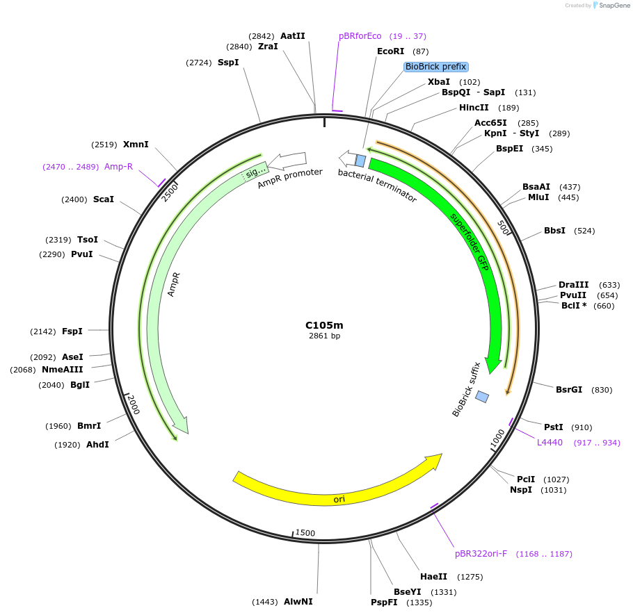 121008-plasmid-map-sequence-id-236163