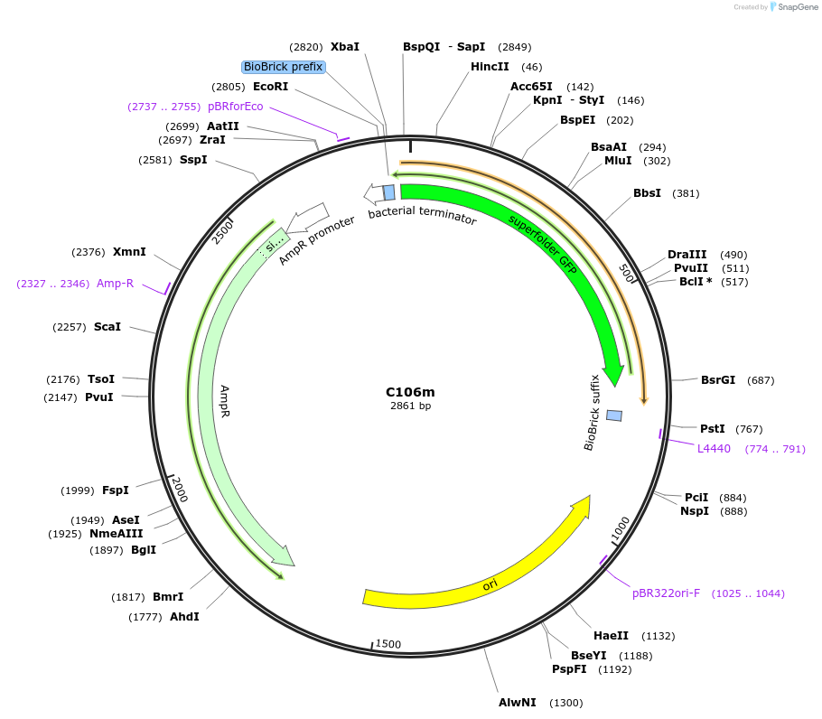 121009-plasmid-map-sequence-id-236172