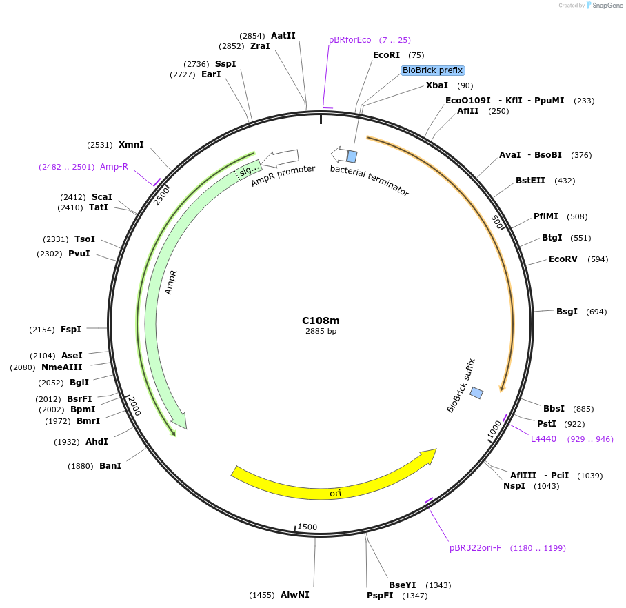 121010-plasmid-map-sequence-id-236173