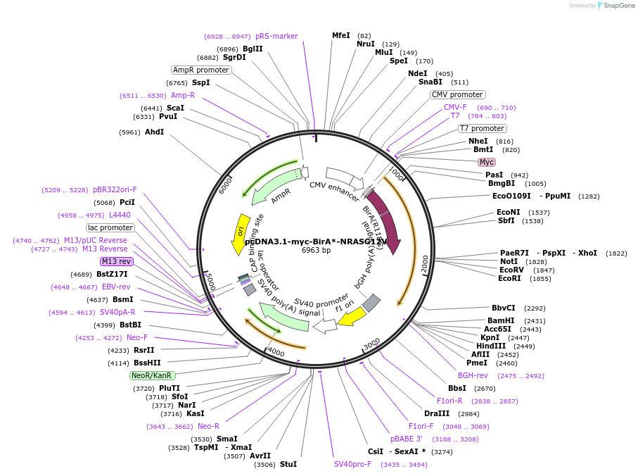 122209-plasmid-map-sequence-id-236175