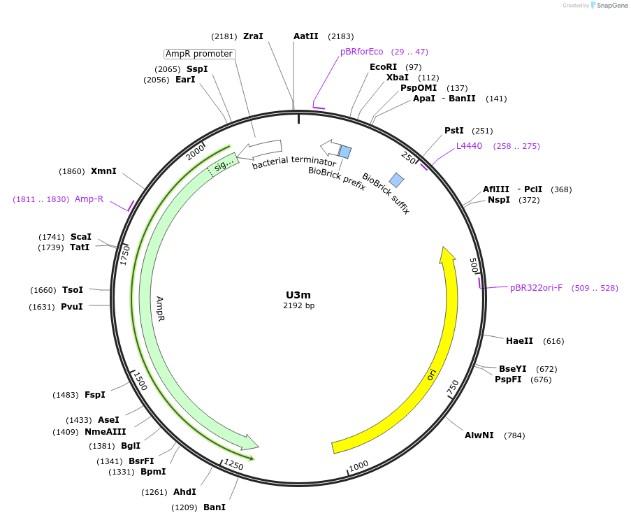 121016-plasmid-map-sequence-id-236176