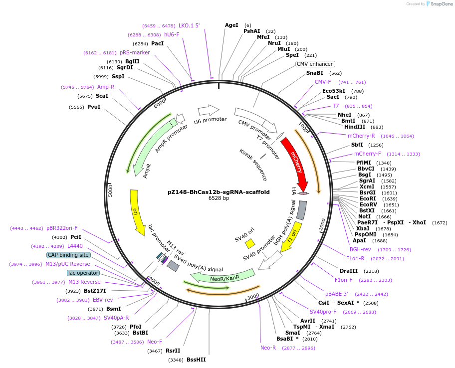122448-plasmid-map-sequence-id-236178